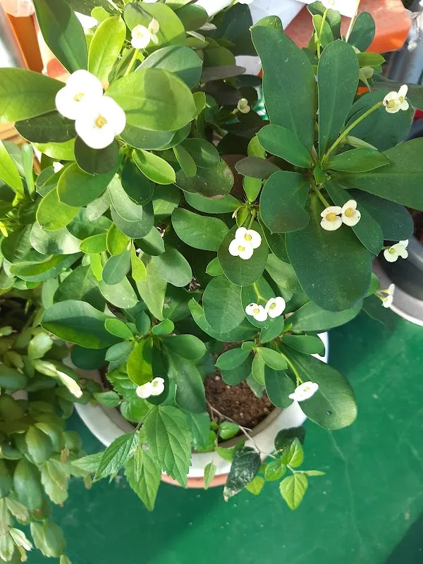 안중시장 사진 4