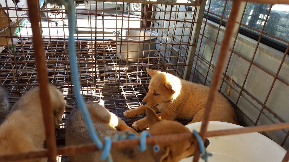 구담공설시장 사진 4