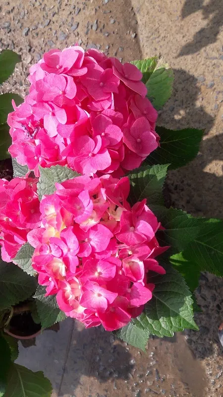 동곡공설시장 사진 2