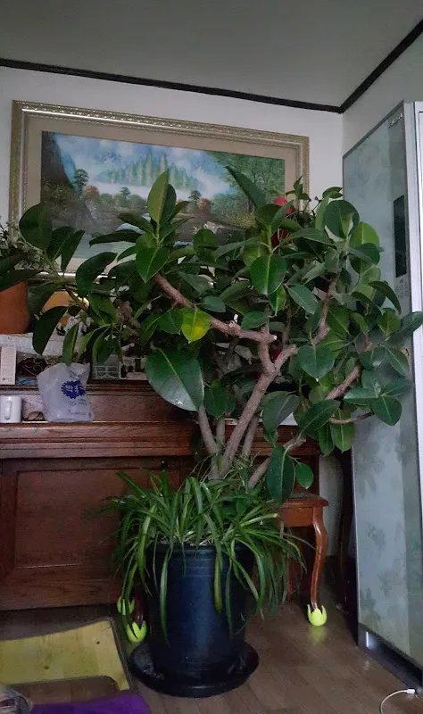 서구시장 사진 2