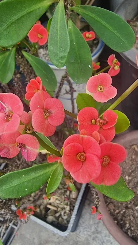 전곡시장 사진 4