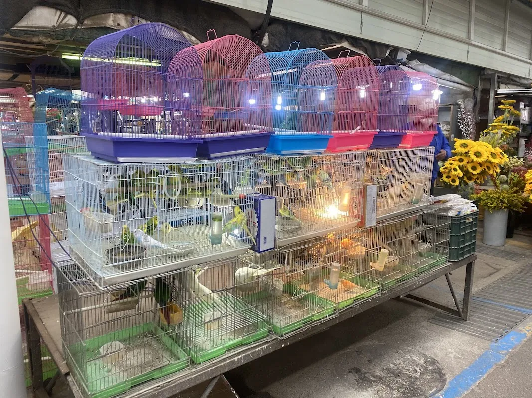 제주시민속오일시장 사진 2