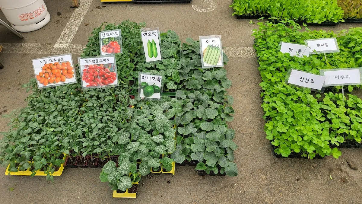 마전시장 사진 3