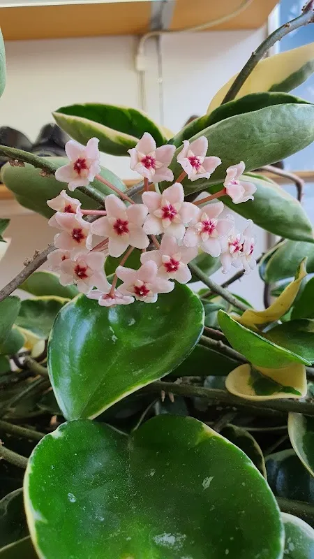 중앙어울림시장 사진 5